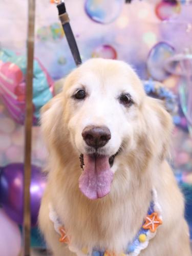 20240828みるくちゃん